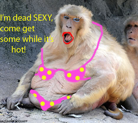 Sexy monky Sexy monky